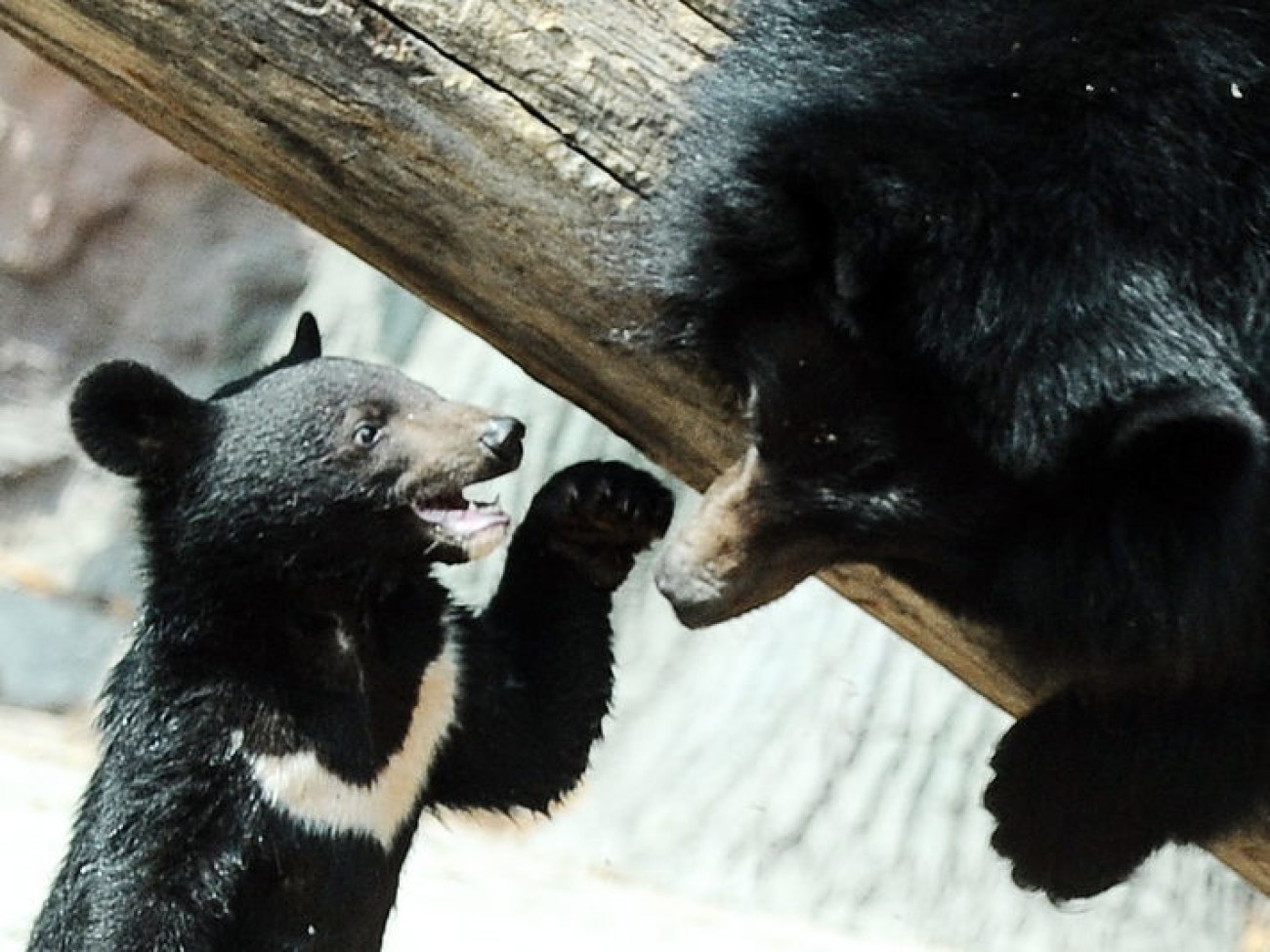 Забавные медвежата в киевском зоопарке