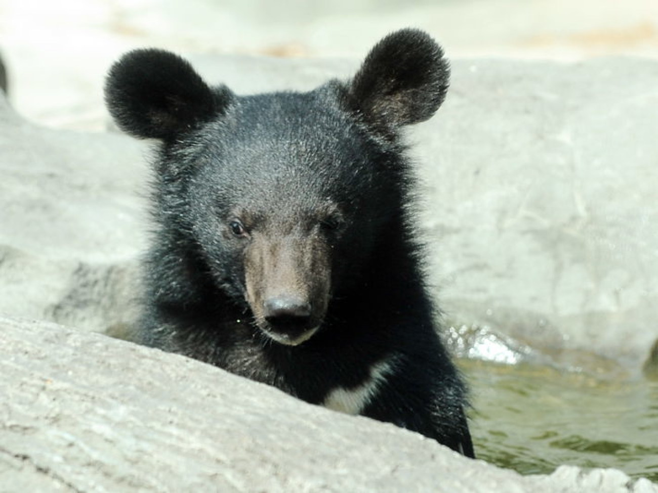 Забавные медвежата в киевском зоопарке
