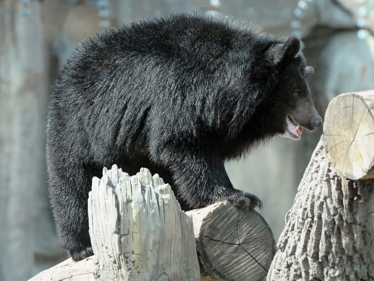 Забавные медвежата в киевском зоопарке