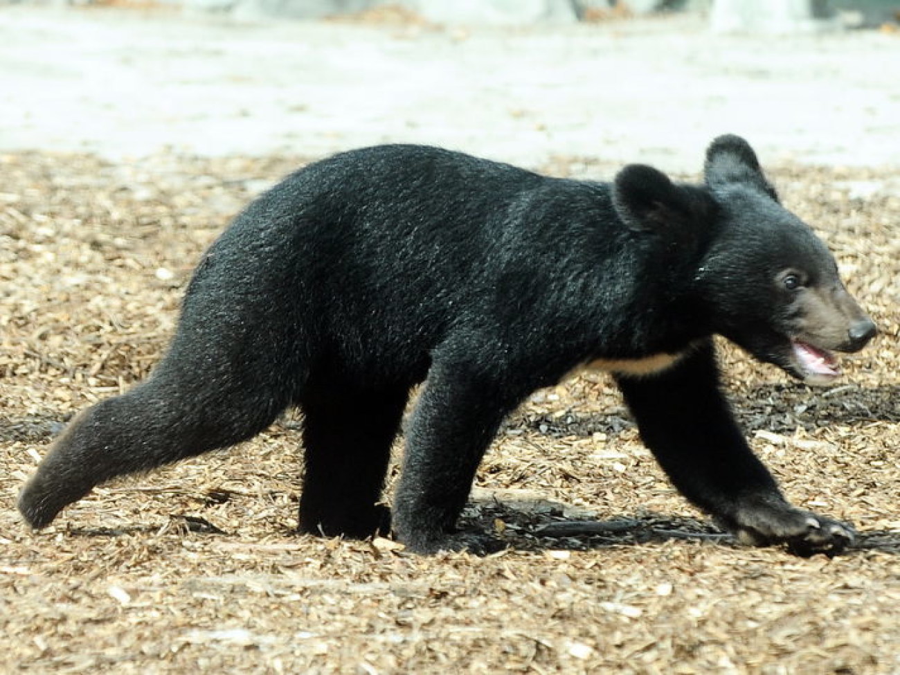 Забавные медвежата в киевском зоопарке