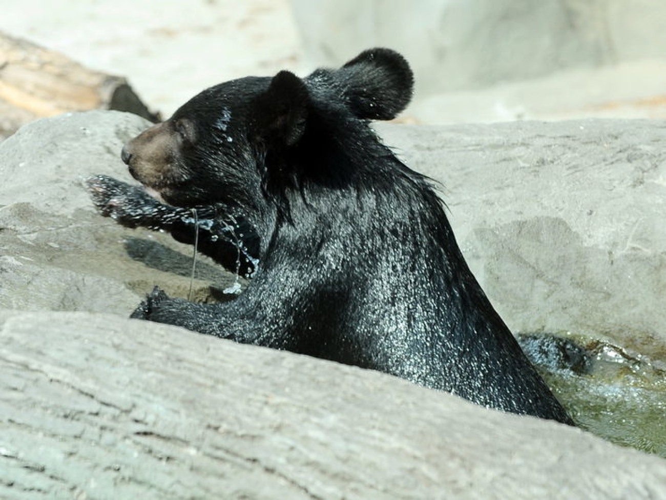 Забавные медвежата в киевском зоопарке