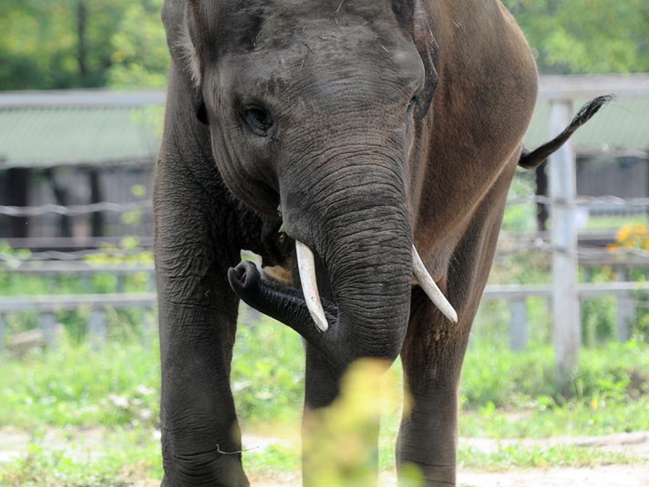 Слоненок Хорас не страдает отсутствием аппетита в Киевском зоопарке, 12 июля 2013г.