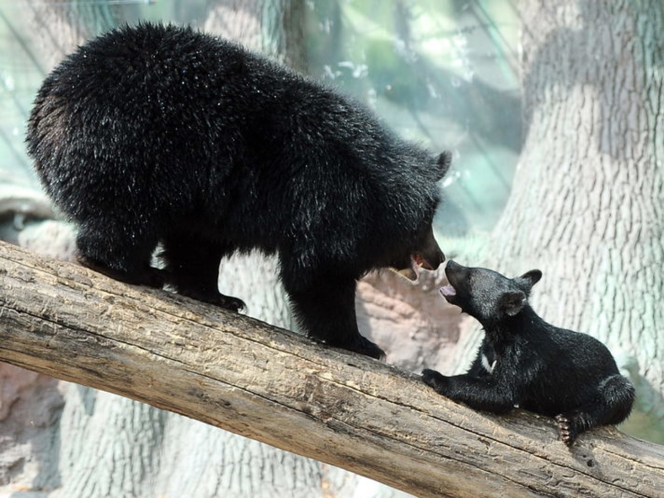 Забавные медвежата в киевском зоопарке