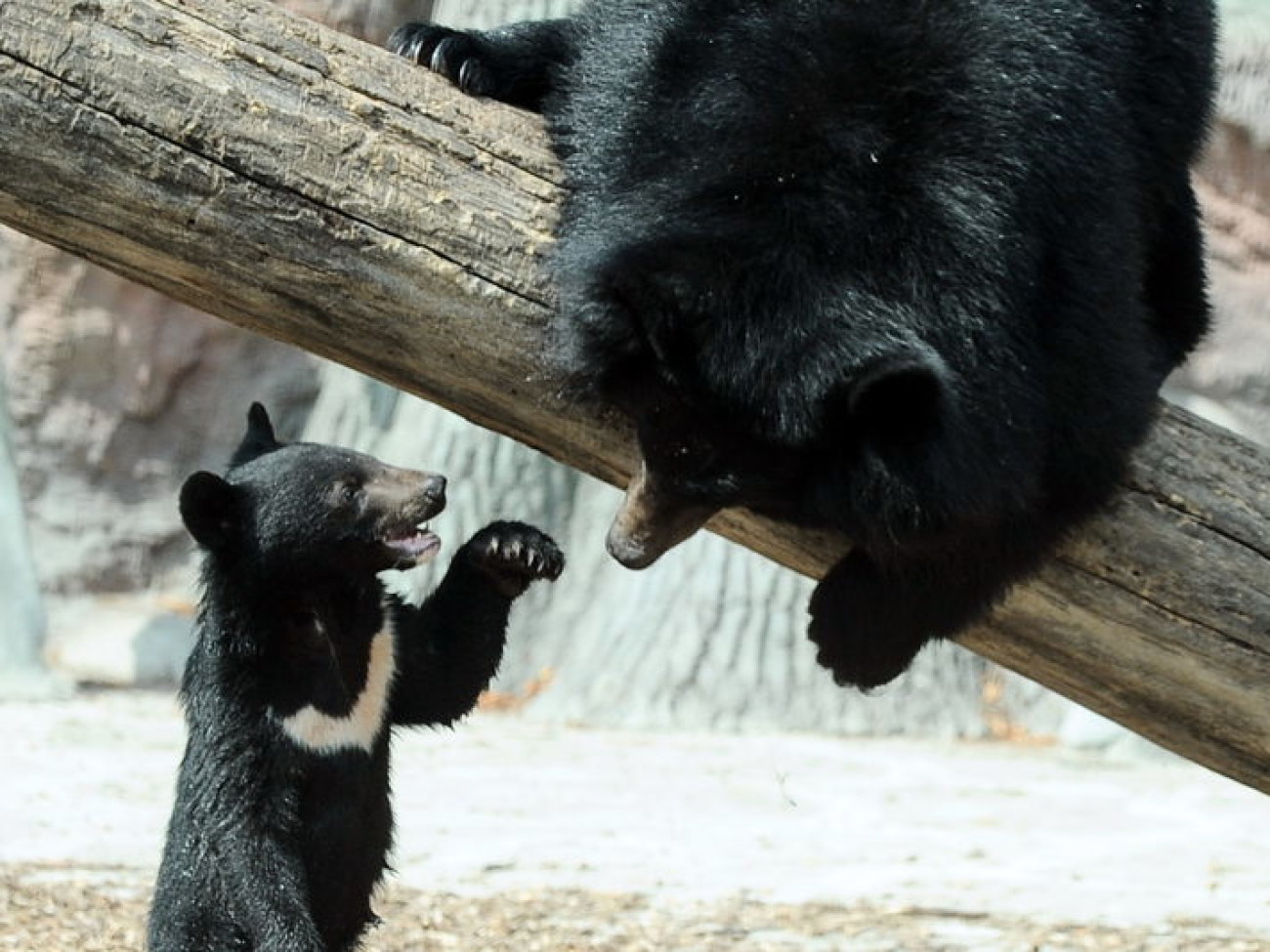 Забавные медвежата в киевском зоопарке