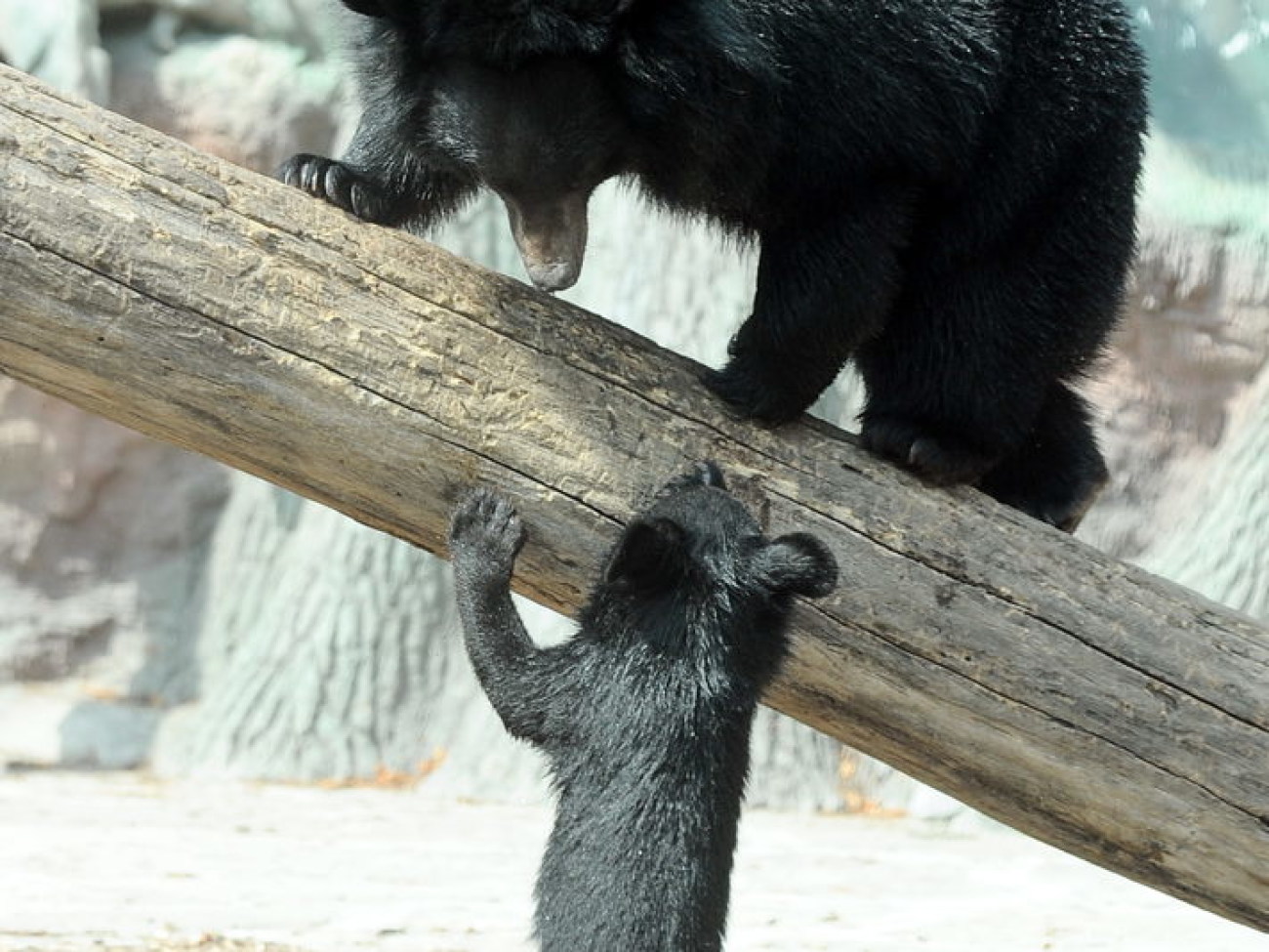 Забавные медвежата в киевском зоопарке