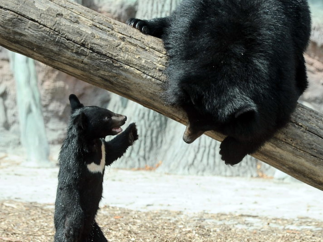 Забавные медвежата в киевском зоопарке