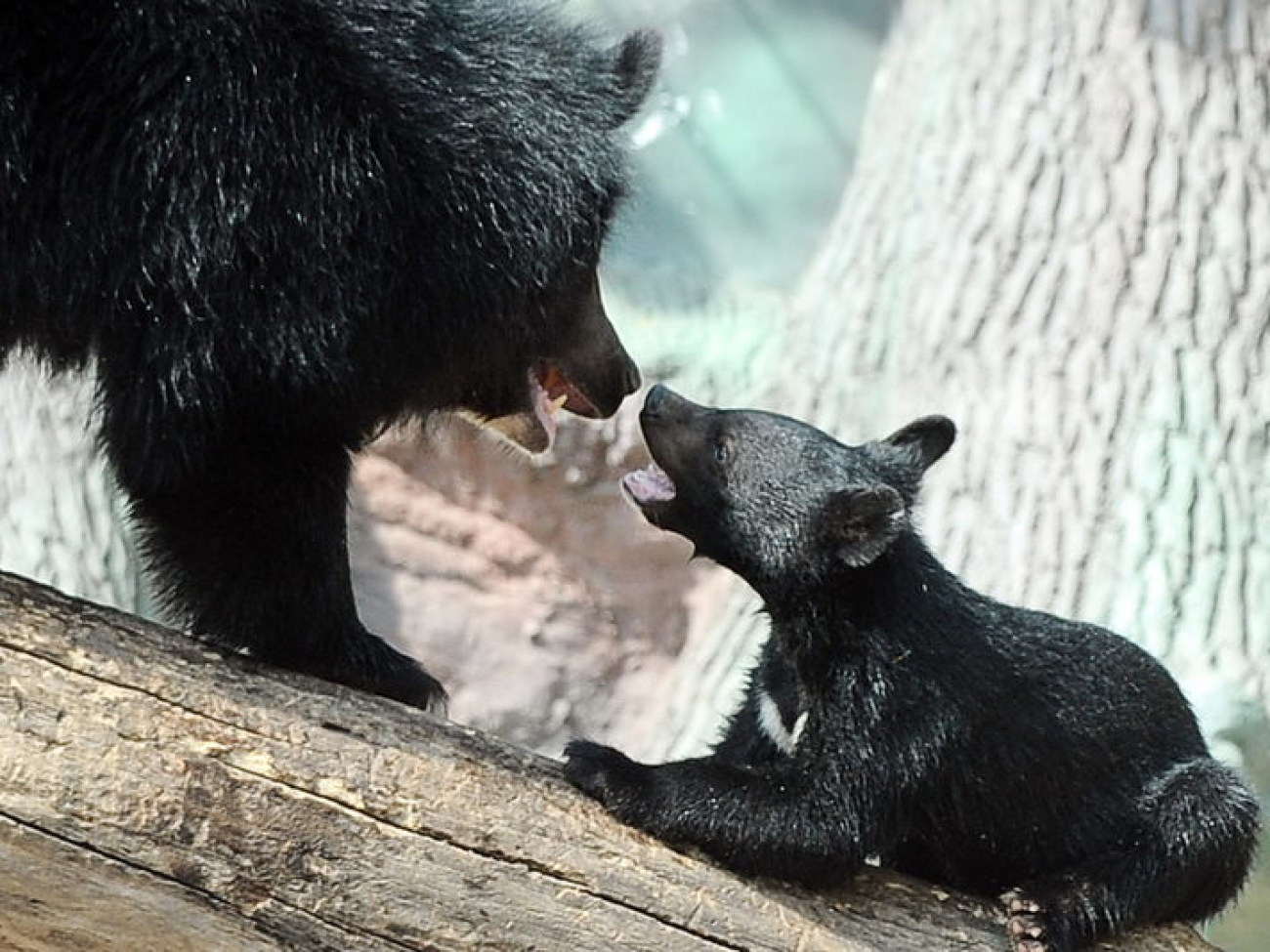 Забавные медвежата в киевском зоопарке