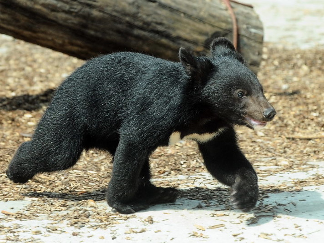 Забавные медвежата в киевском зоопарке