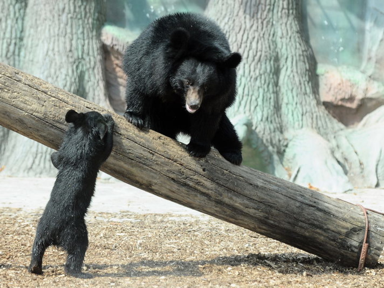 Забавные медвежата в киевском зоопарке