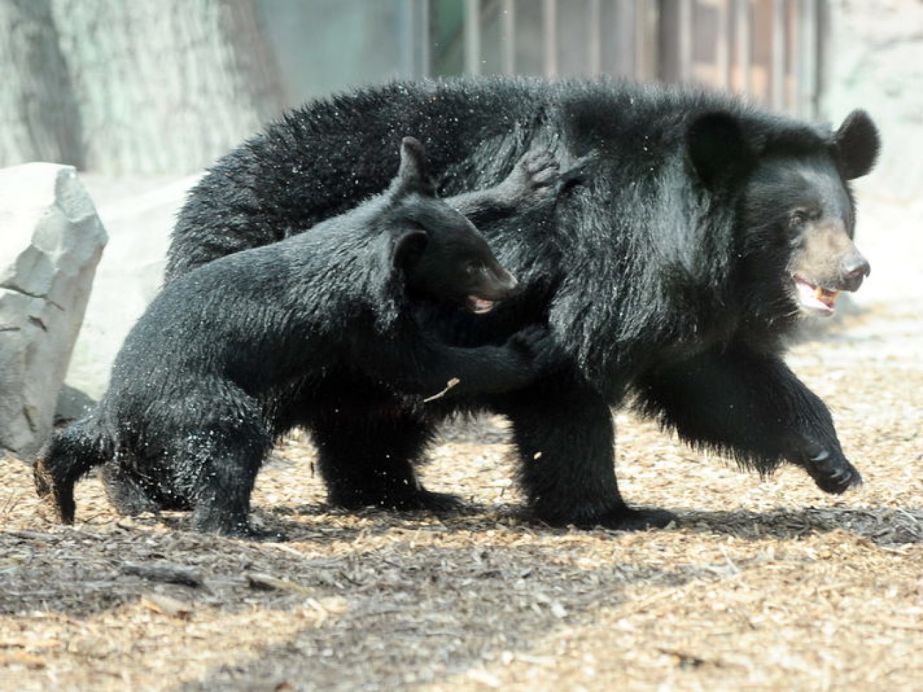 Забавные медвежата в киевском зоопарке