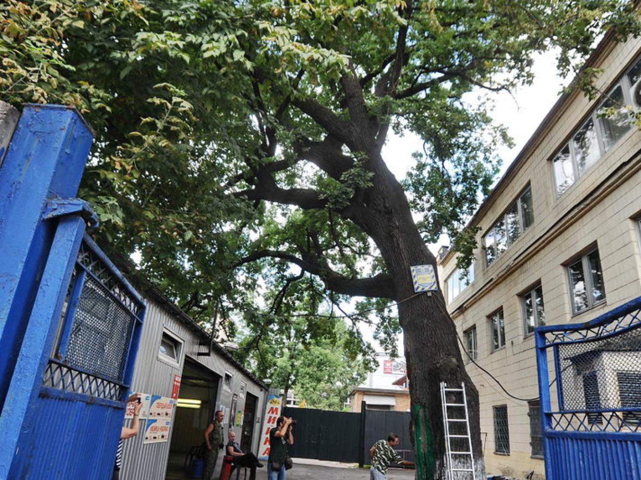 В Киеве пролечили 300-летний Шулявский дуб, 22 августа 2013г.