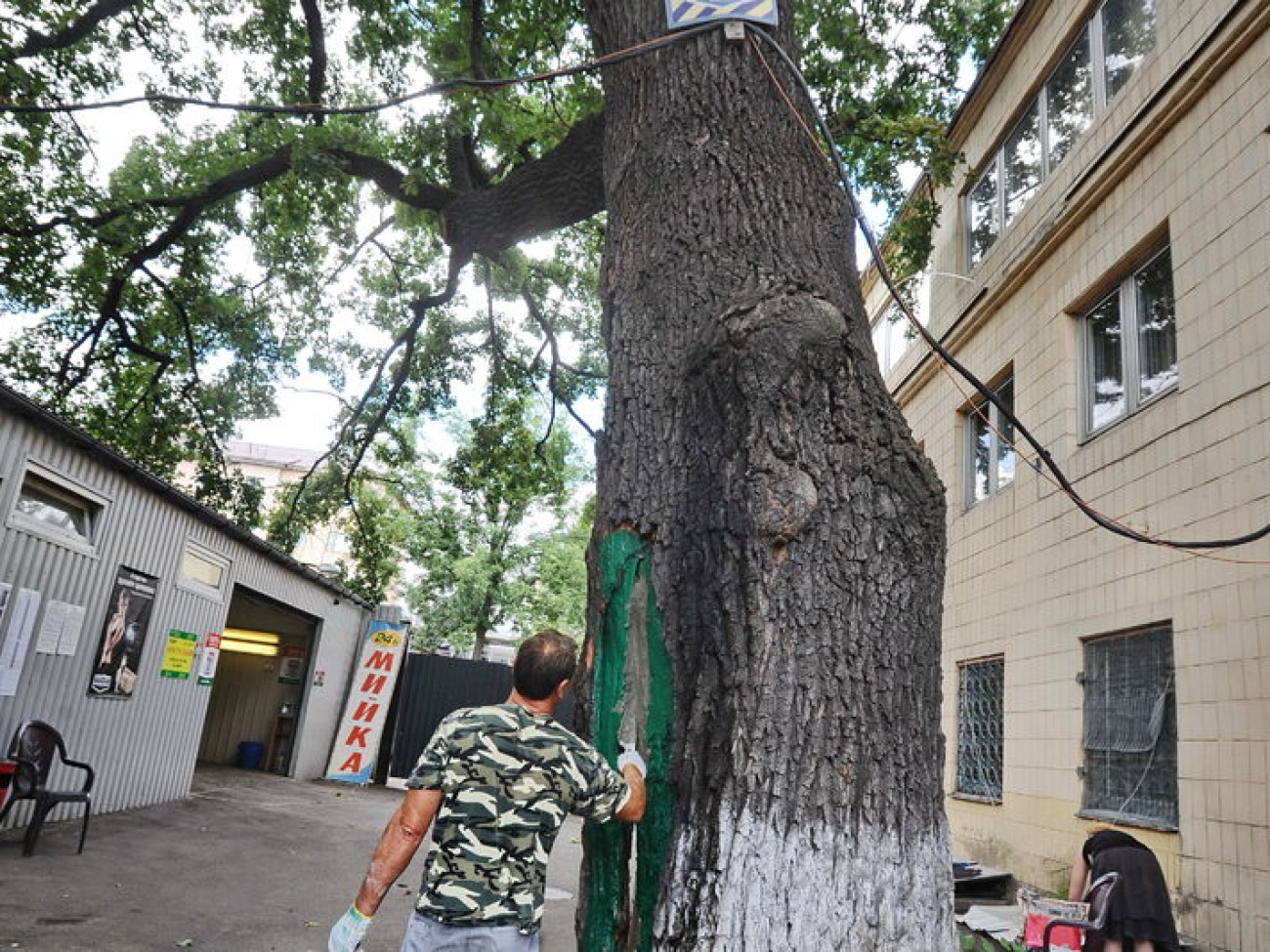 В Киеве пролечили 300-летний Шулявский дуб, 22 августа 2013г.