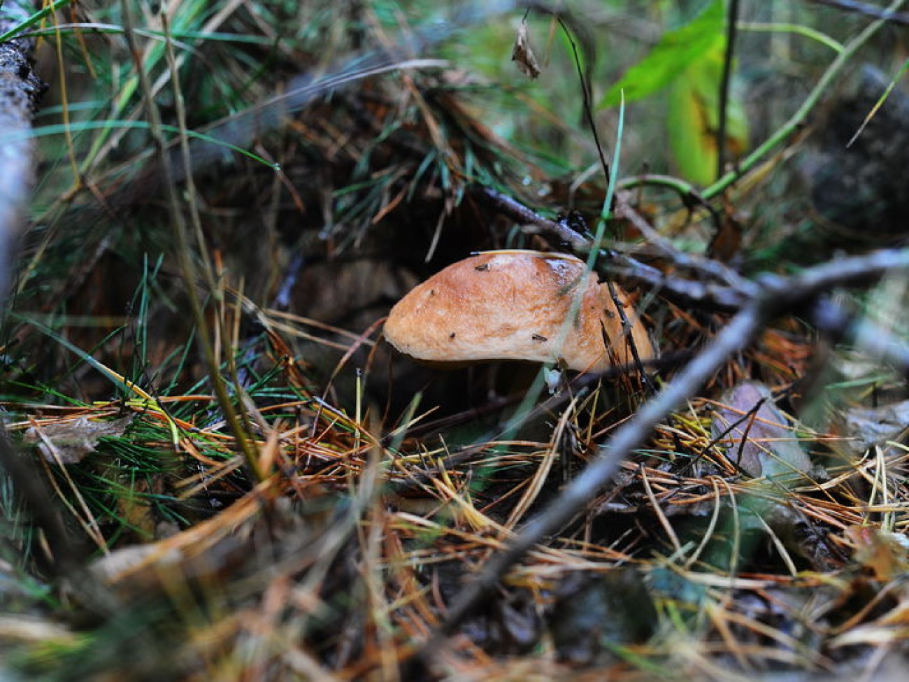 В этом году в Украине небывалый урожай грибов