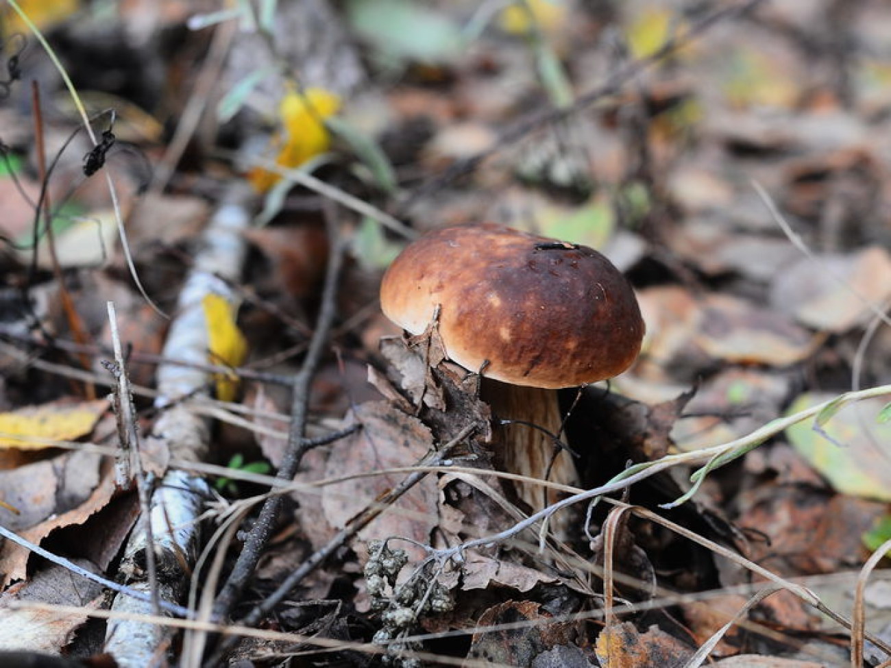 В этом году в Украине небывалый урожай грибов