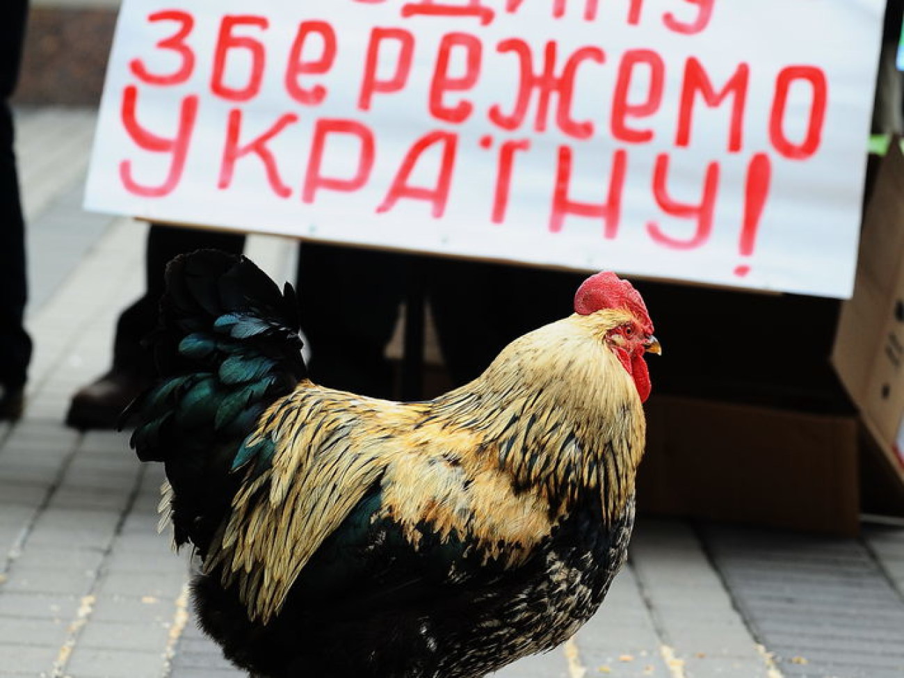 У Представительства Евросоюза в Киеве состоялось зоо &#8212; действие, 14 ноября 2013г.