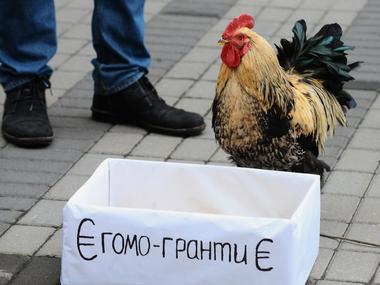 У Представительства Евросоюза в Киеве состоялось зоо &#8212; действие, 14 ноября 2013г.