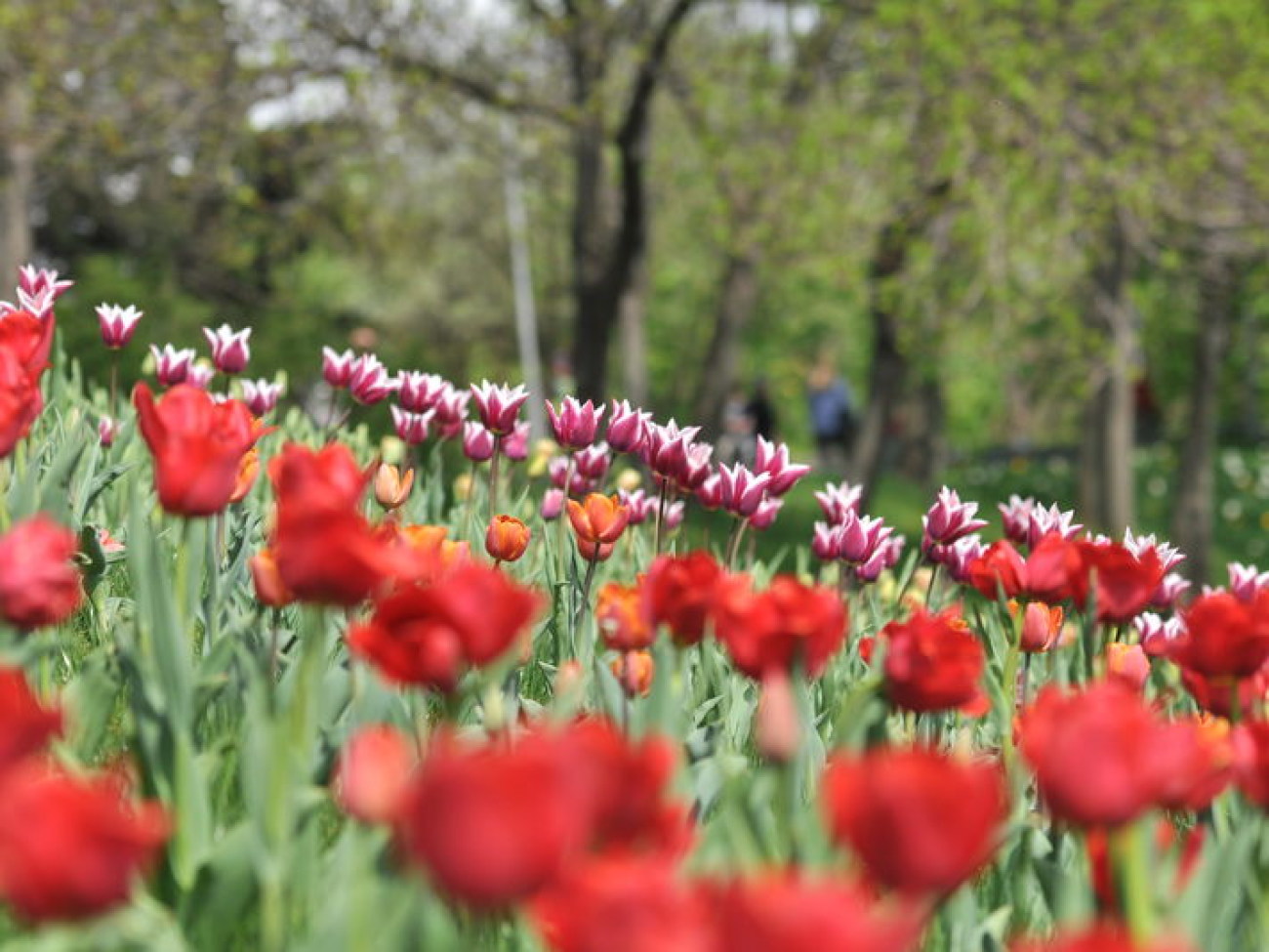 В Киеве проходит выставка тюльпанов