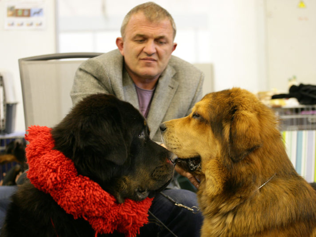 В Киеве соревнуются лучшие собаки Украины