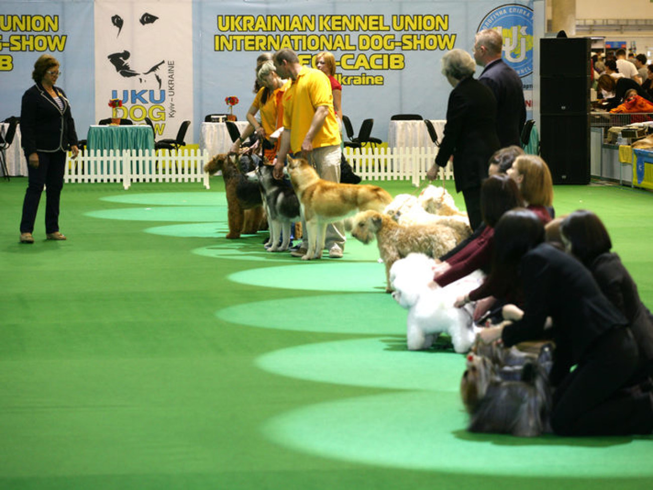 В Киеве соревнуются лучшие собаки Украины