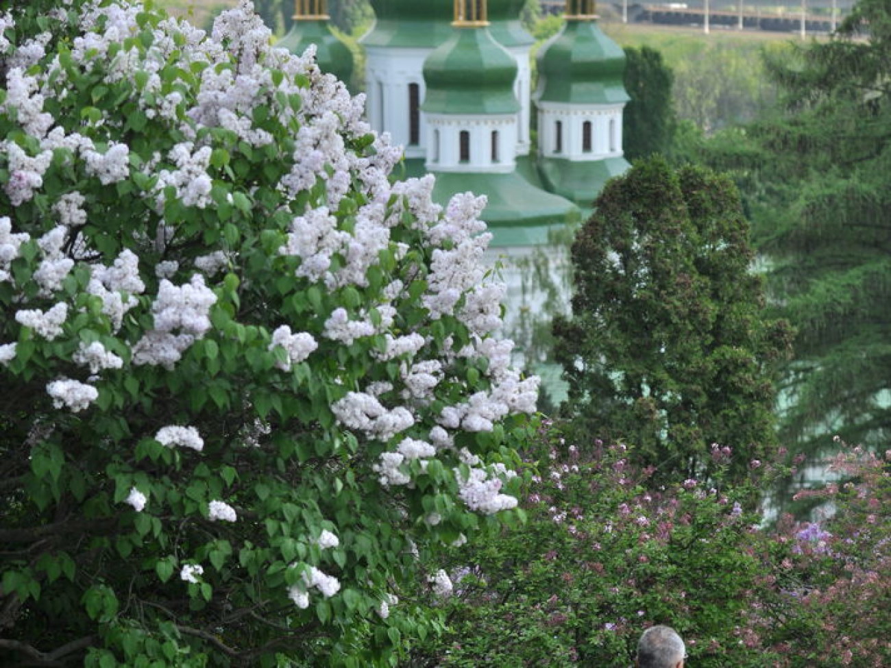 В киевском Ботсаду цветет сирень
