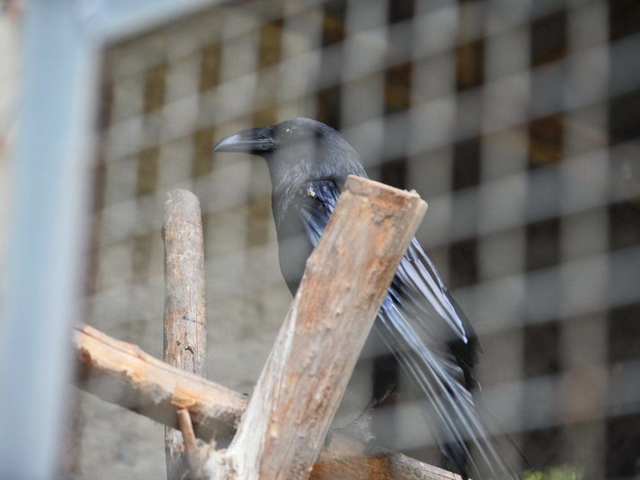 Кирилл, Карлуша и Корбин &#8212; современная леганда Киева&#8230;