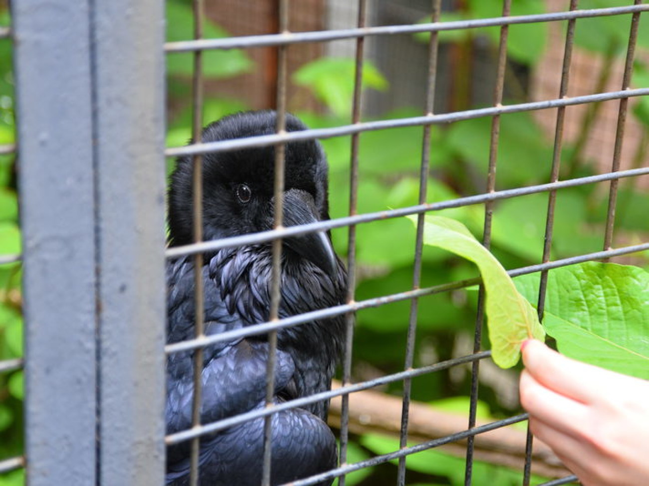 Кирилл, Карлуша и Корбин &#8212; современная леганда Киева&#8230;