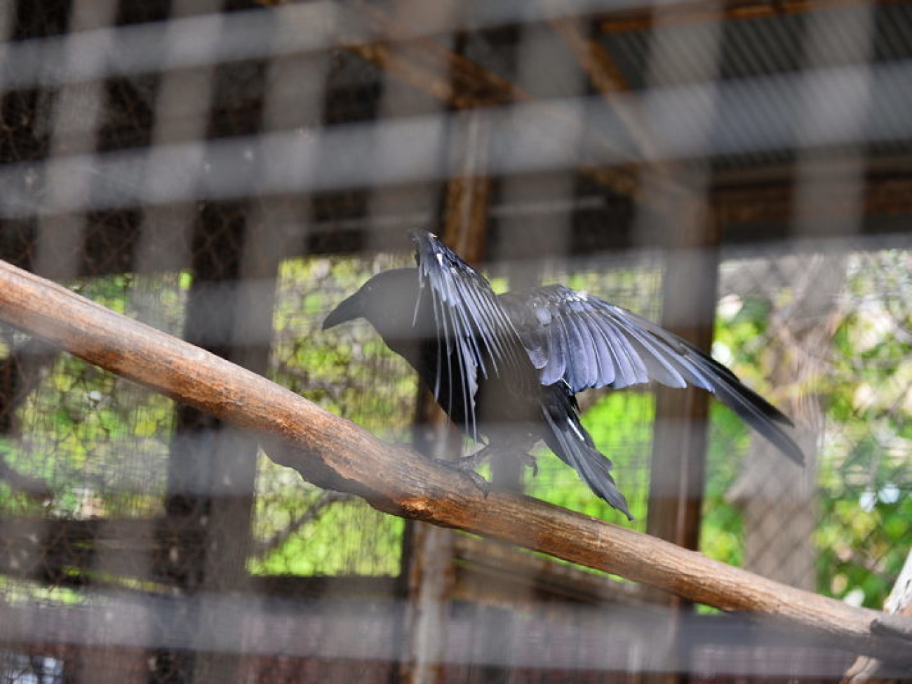 Кирилл, Карлуша и Корбин &#8212; современная леганда Киева&#8230;