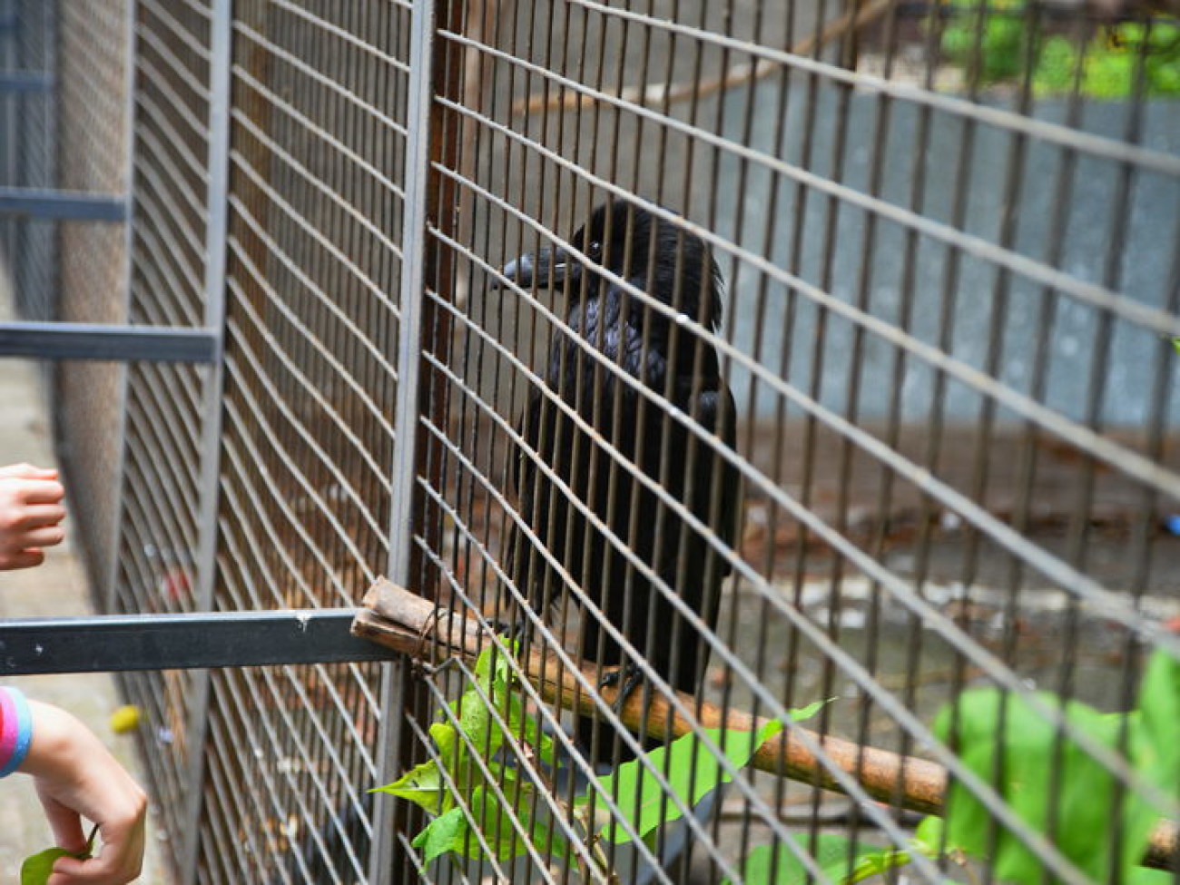 Кирилл, Карлуша и Корбин &#8212; современная леганда Киева&#8230;