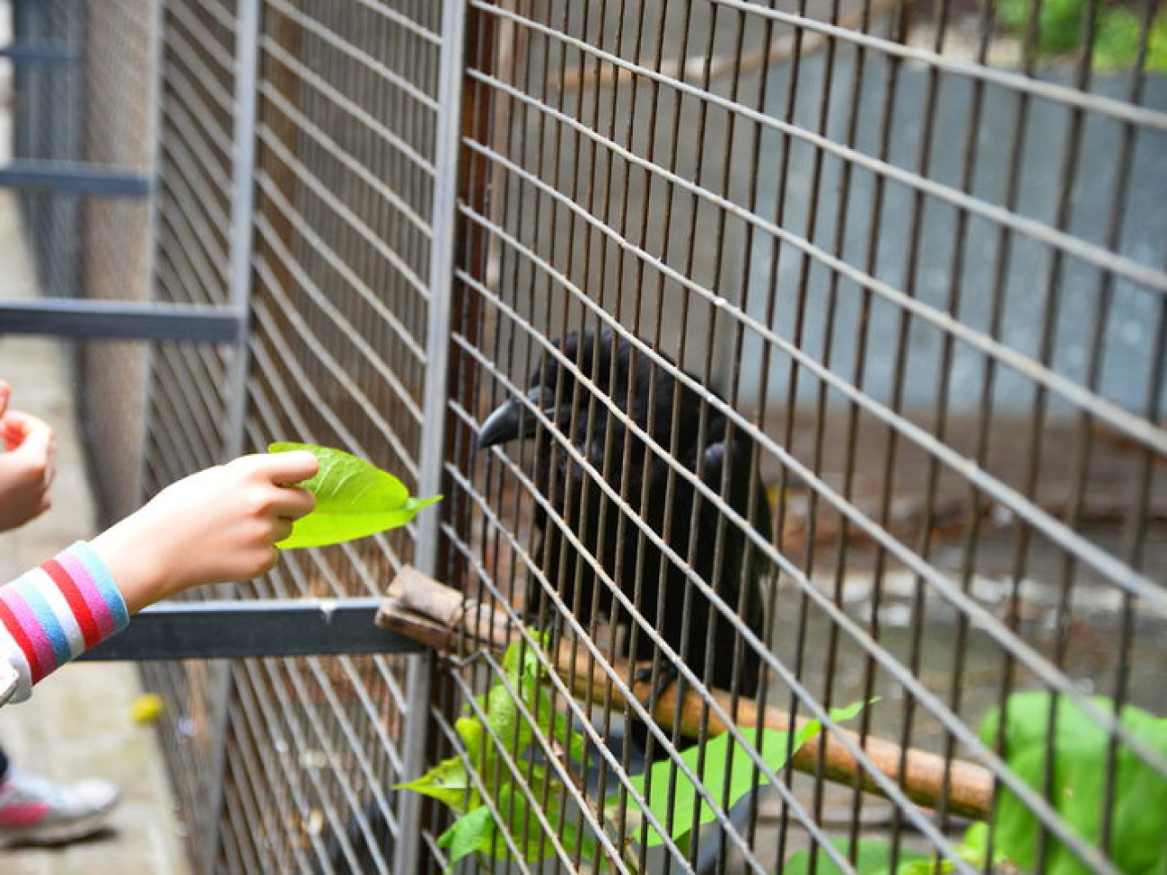 Кирилл, Карлуша и Корбин &#8212; современная леганда Киева&#8230;