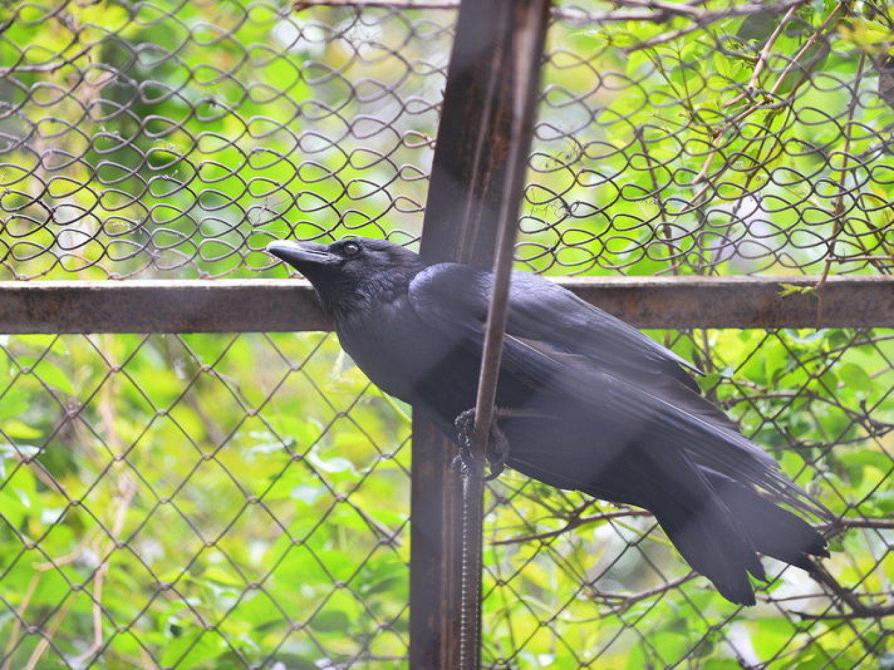 Кирилл, Карлуша и Корбин &#8212; современная леганда Киева&#8230;