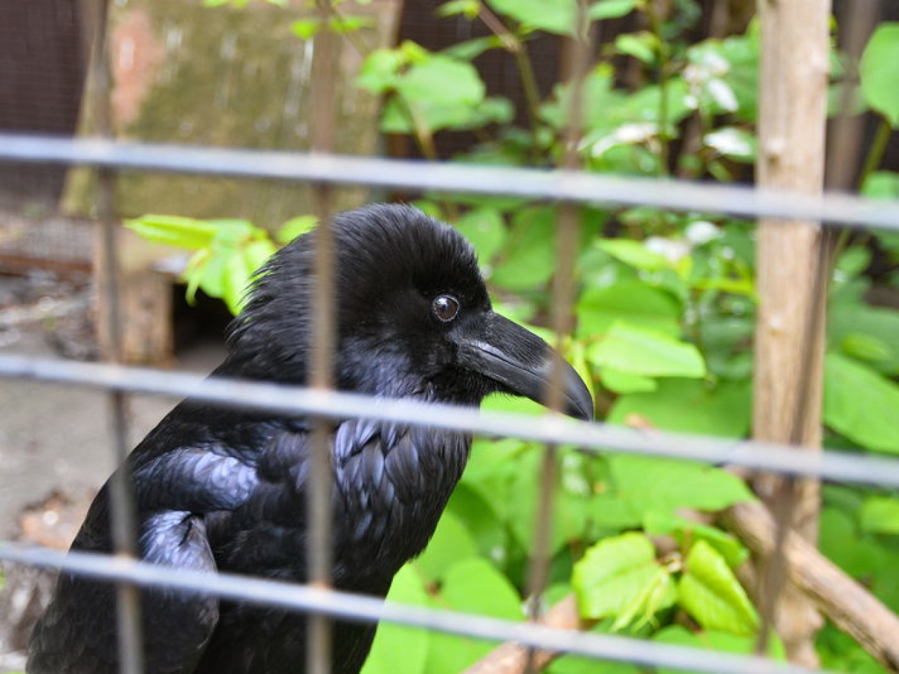 Кирилл, Карлуша и Корбин &#8212; современная леганда Киева&#8230;