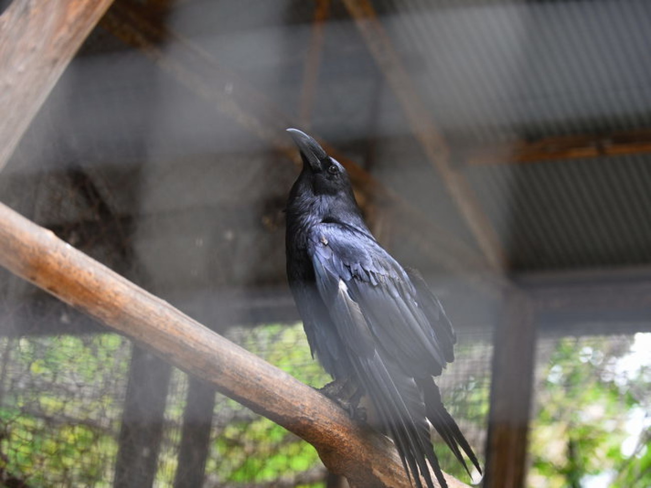 Кирилл, Карлуша и Корбин &#8212; современная леганда Киева&#8230;