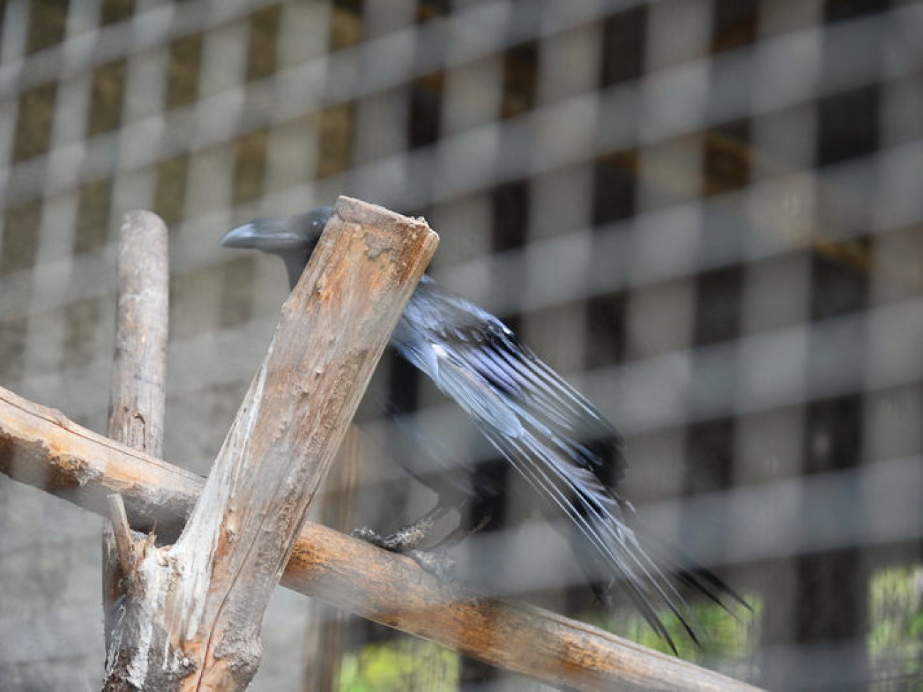 Кирилл, Карлуша и Корбин &#8212; современная леганда Киева&#8230;