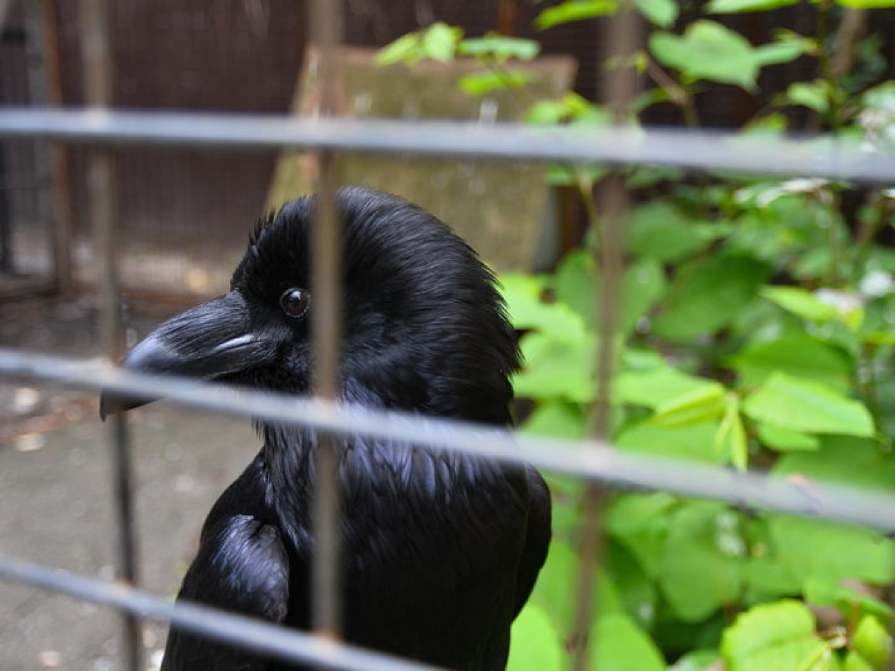 Кирилл, Карлуша и Корбин &#8212; современная леганда Киева&#8230;