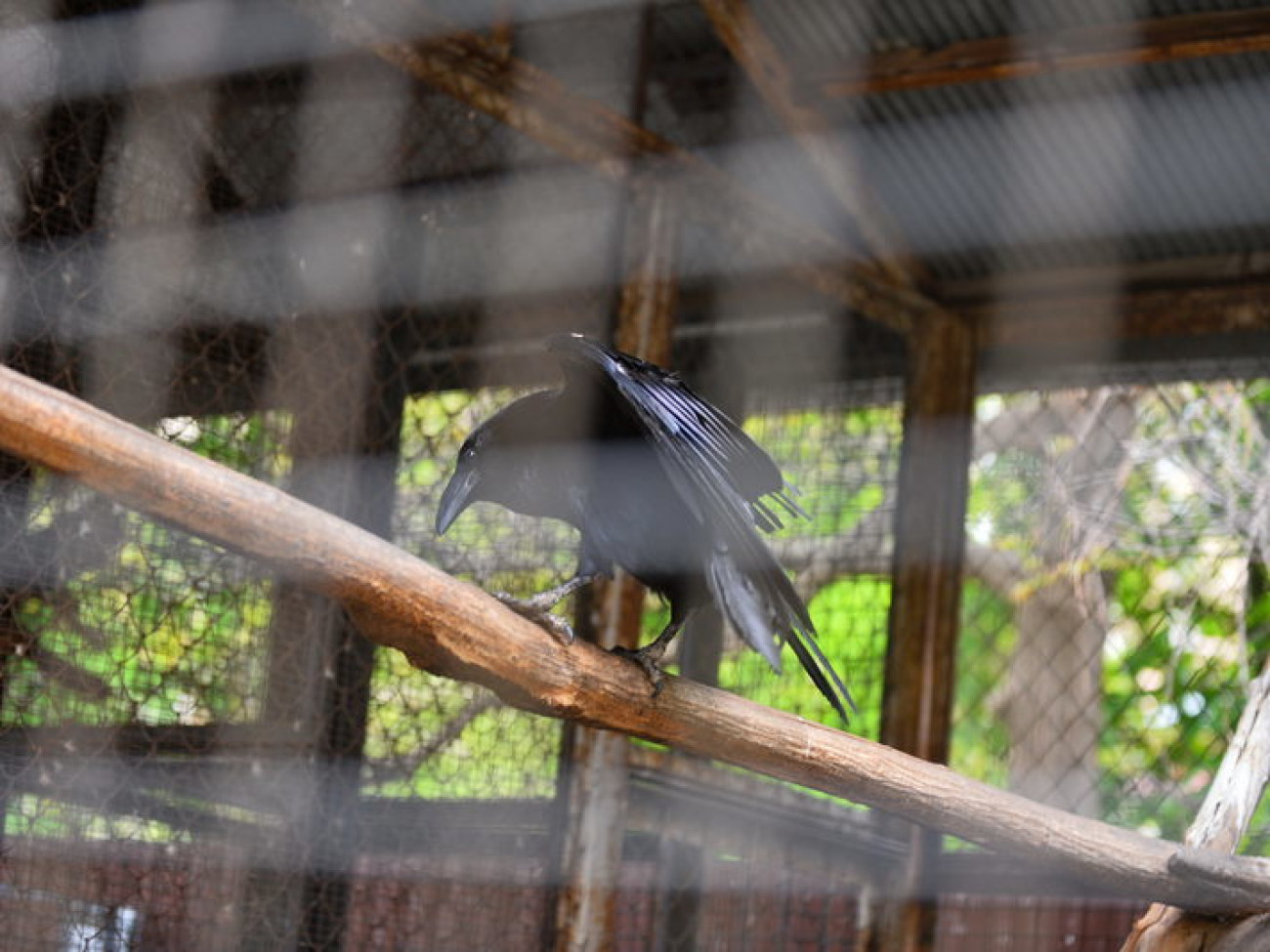 Кирилл, Карлуша и Корбин &#8212; современная леганда Киева&#8230;