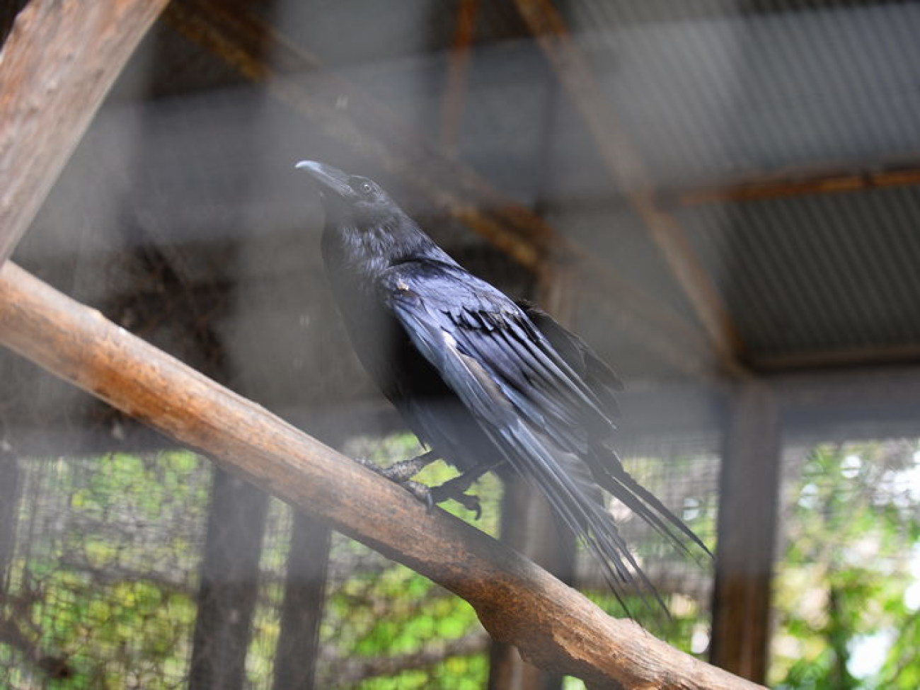 Кирилл, Карлуша и Корбин &#8212; современная леганда Киева&#8230;