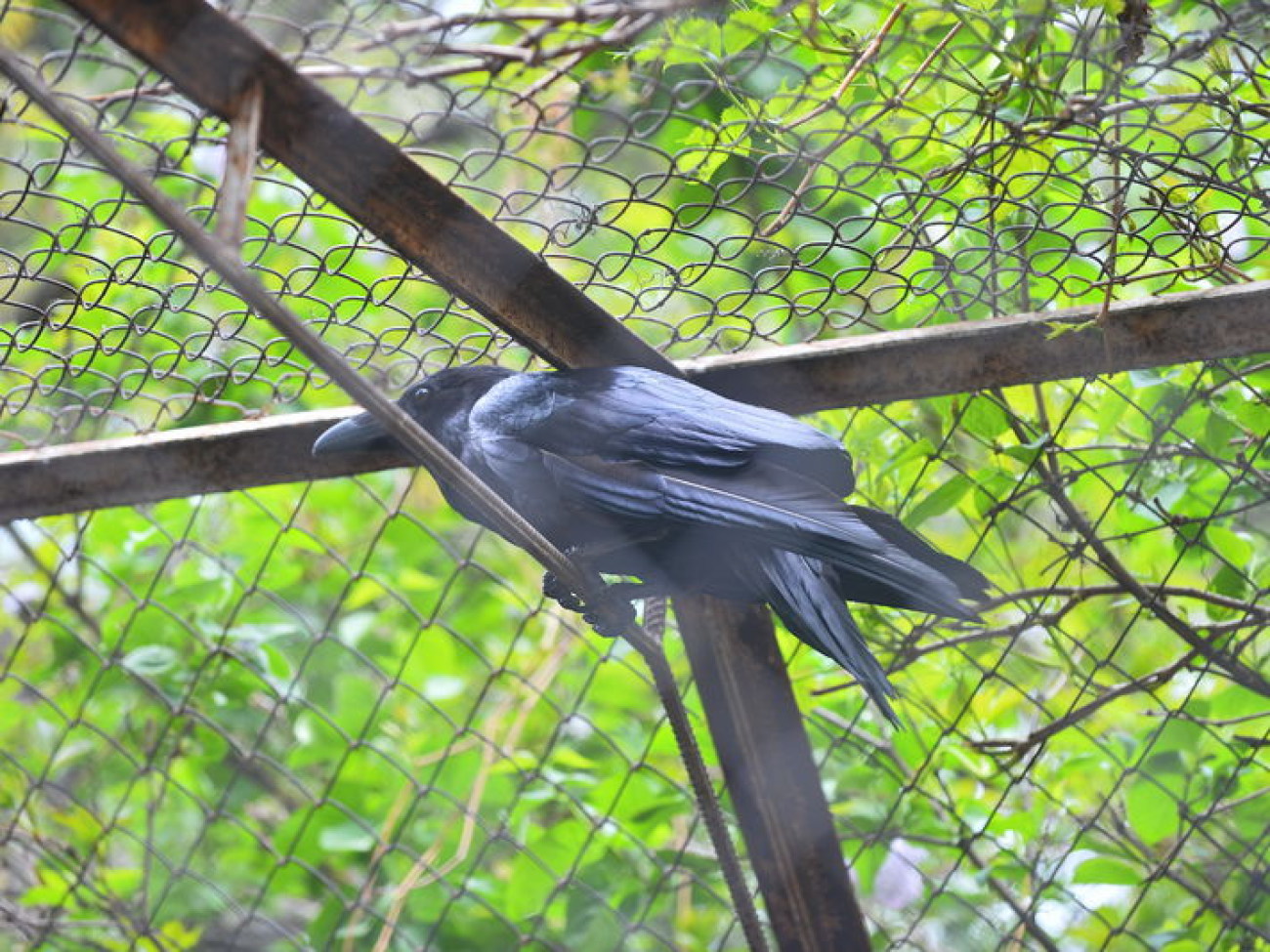 Кирилл, Карлуша и Корбин &#8212; современная леганда Киева&#8230;