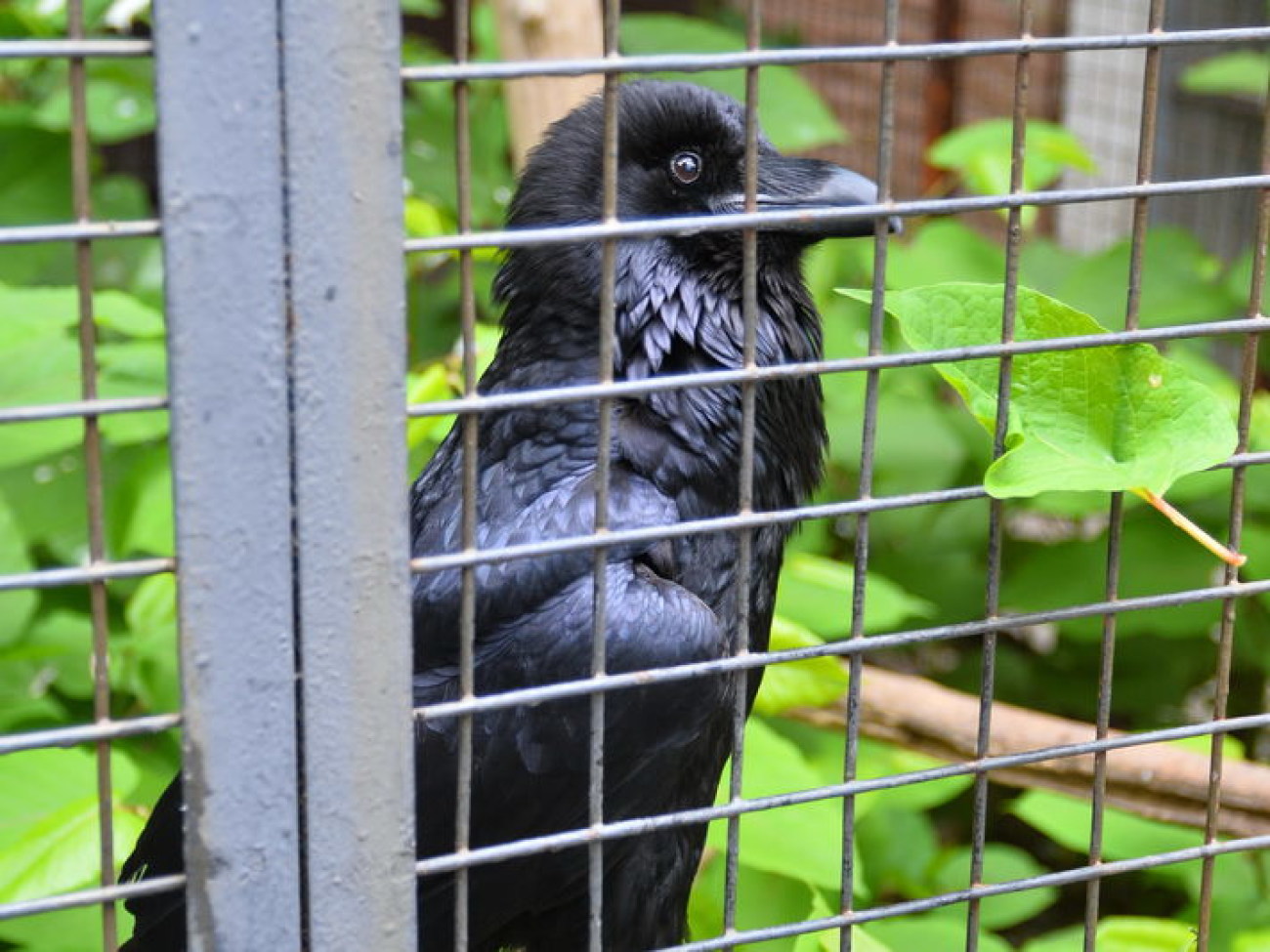 Кирилл, Карлуша и Корбин &#8212; современная леганда Киева&#8230;