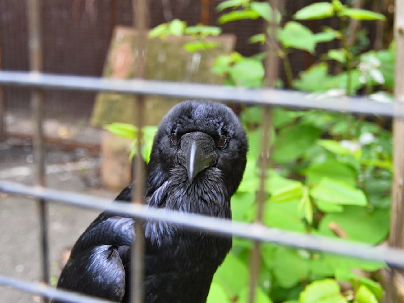 Кирилл, Карлуша и Корбин &#8212; современная леганда Киева&#8230;