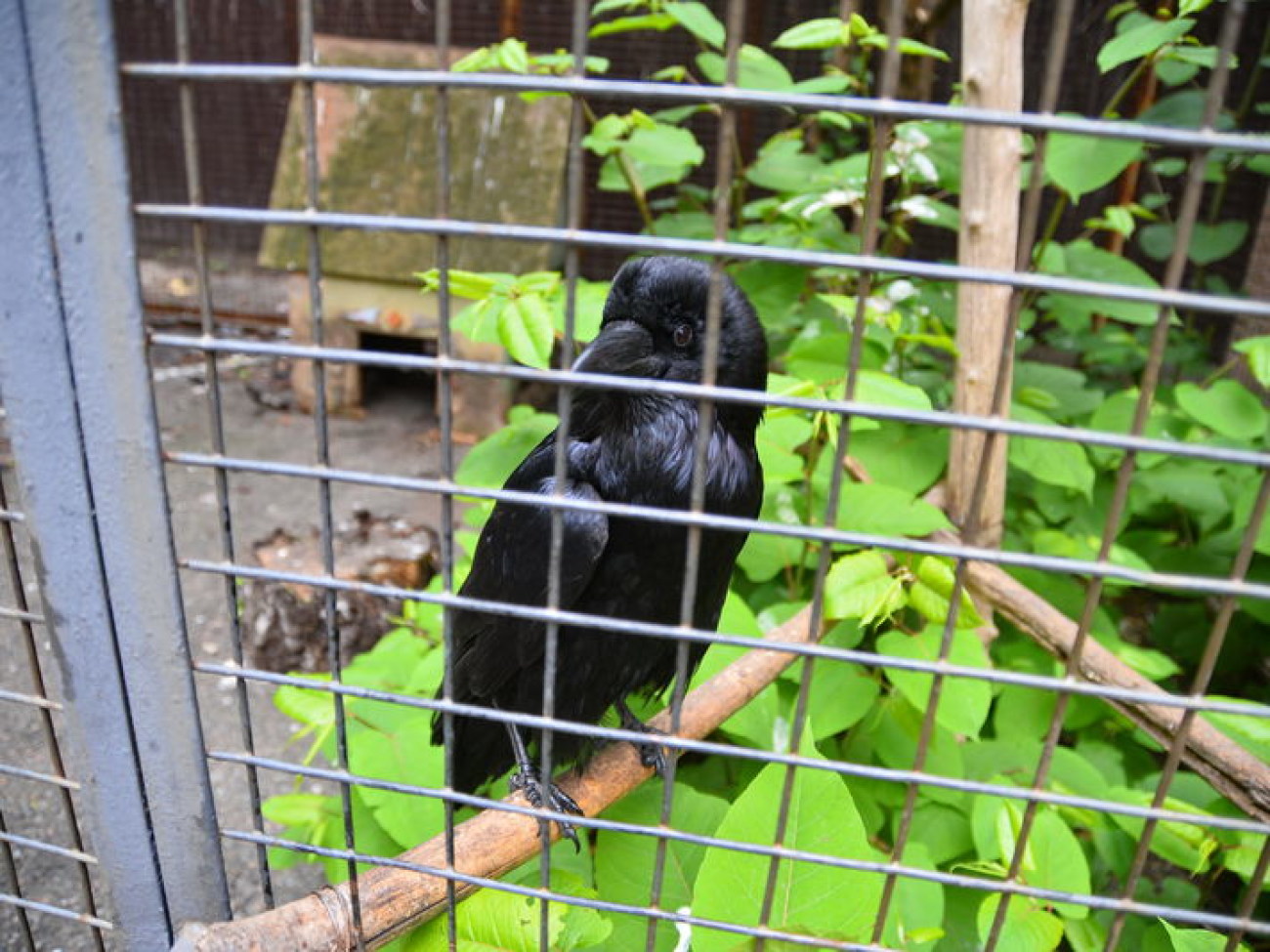 Кирилл, Карлуша и Корбин &#8212; современная леганда Киева&#8230;