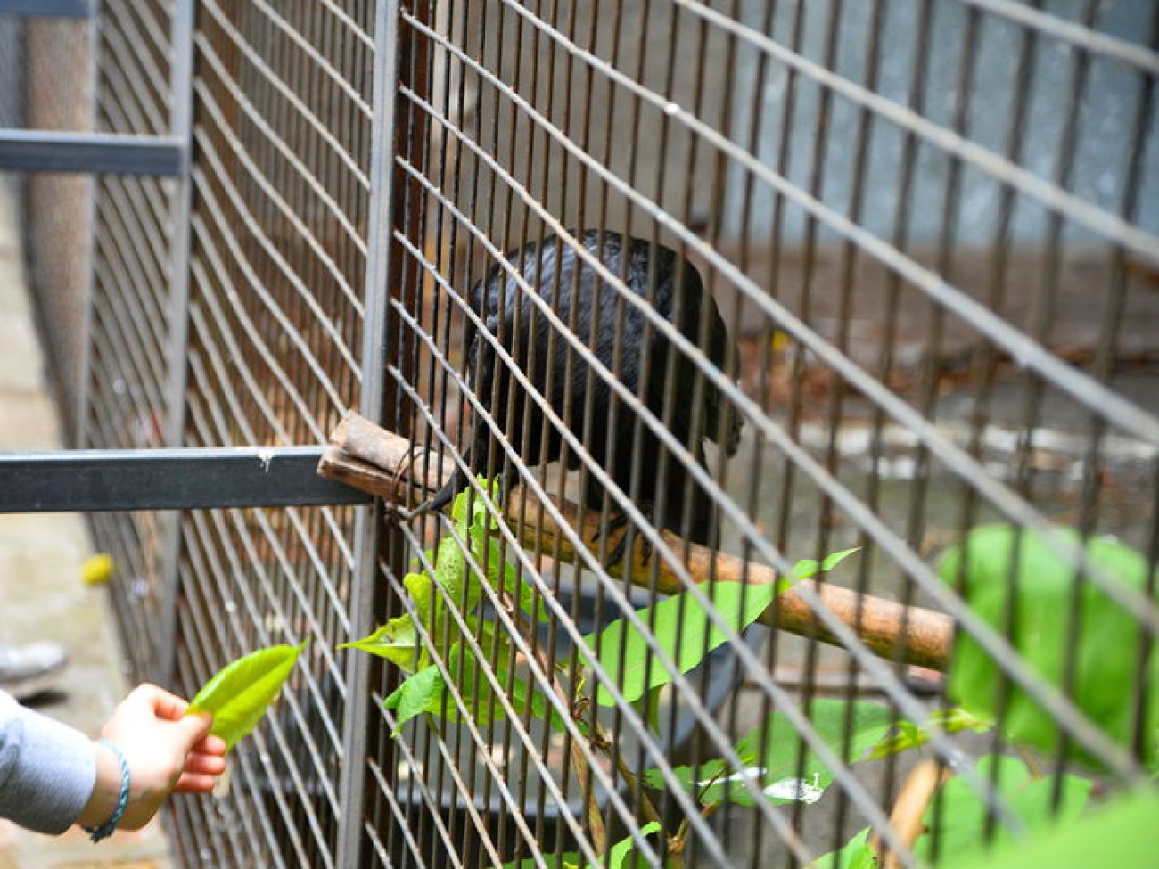 Кирилл, Карлуша и Корбин &#8212; современная леганда Киева&#8230;