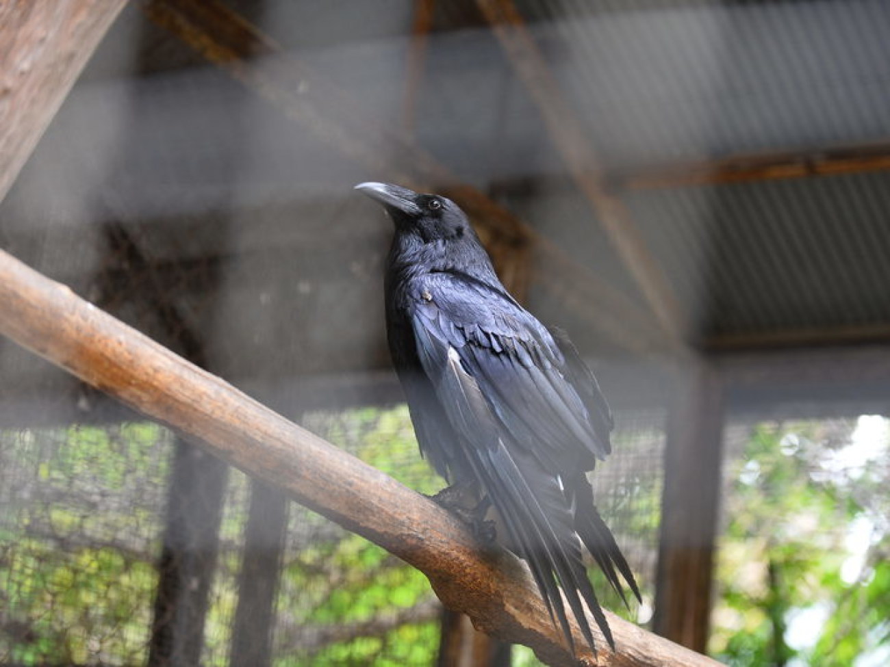 Кирилл, Карлуша и Корбин &#8212; современная леганда Киева&#8230;