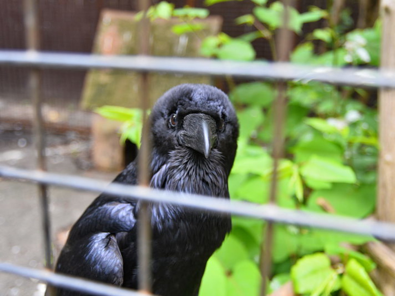 Кирилл, Карлуша и Корбин &#8212; современная леганда Киева&#8230;