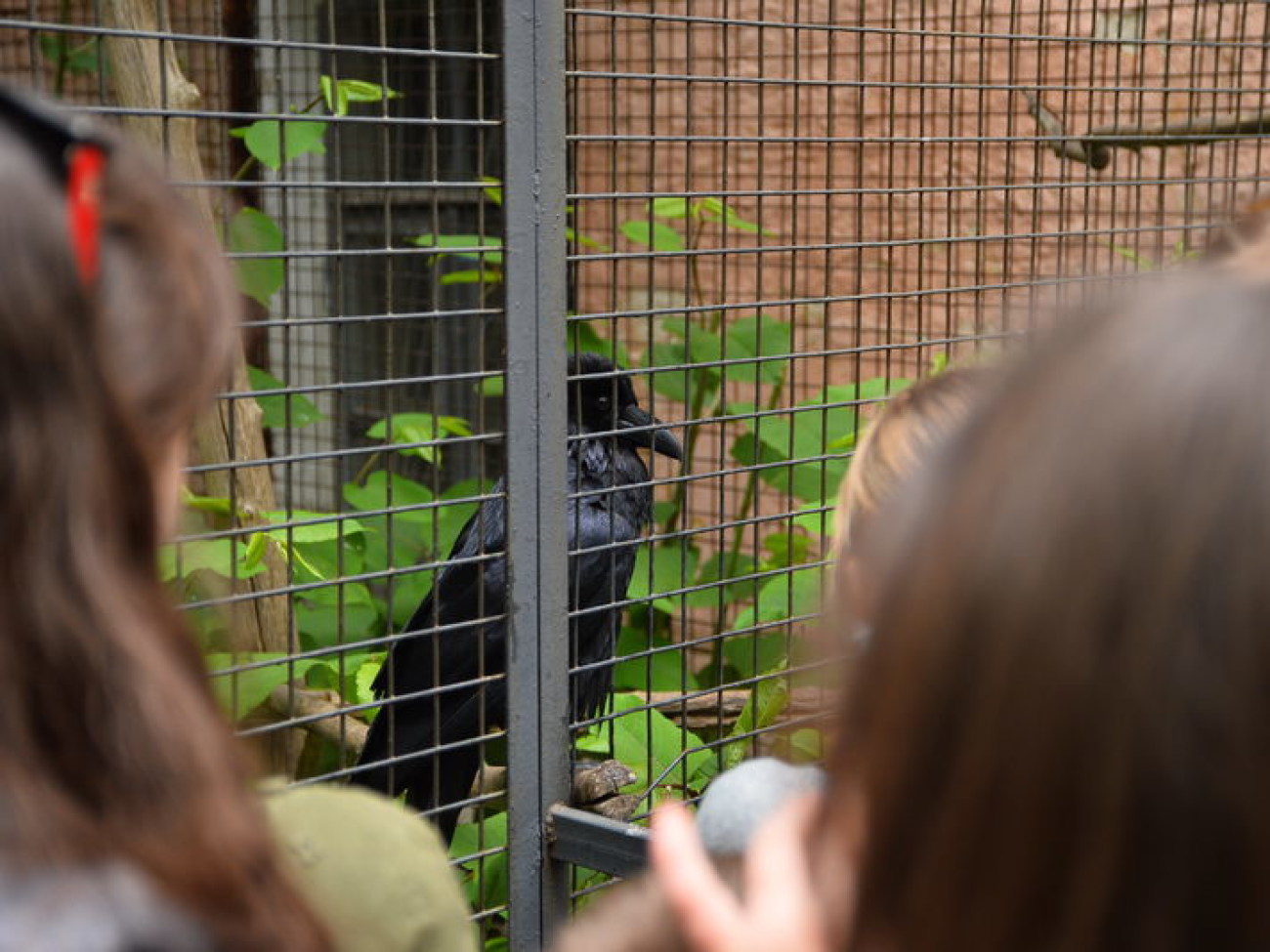 Кирилл, Карлуша и Корбин &#8212; современная леганда Киева&#8230;