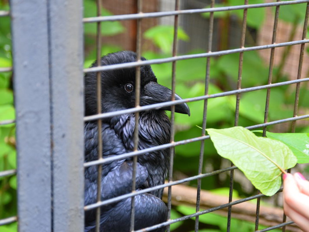 Кирилл, Карлуша и Корбин &#8212; современная леганда Киева&#8230;