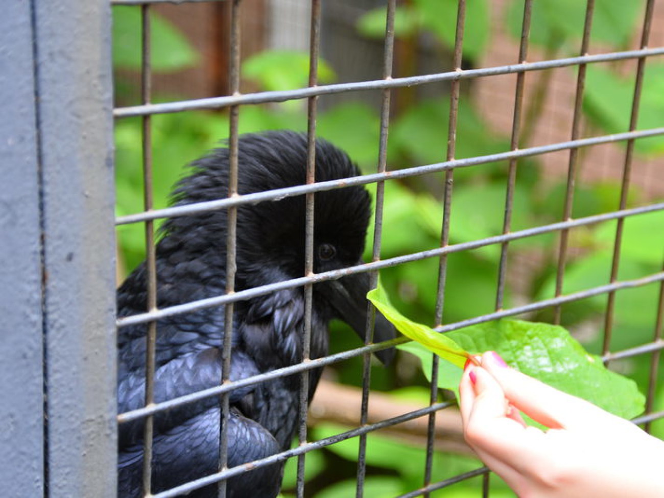 Кирилл, Карлуша и Корбин &#8212; современная леганда Киева&#8230;