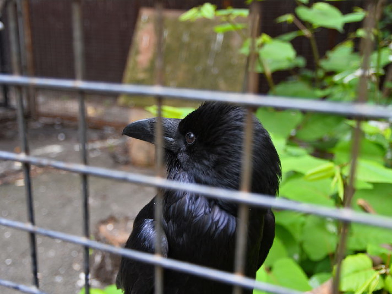 Кирилл, Карлуша и Корбин &#8212; современная леганда Киева&#8230;