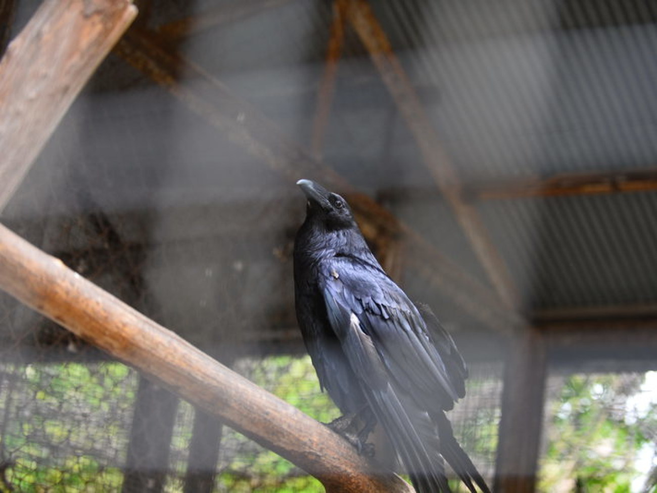 Кирилл, Карлуша и Корбин &#8212; современная леганда Киева&#8230;