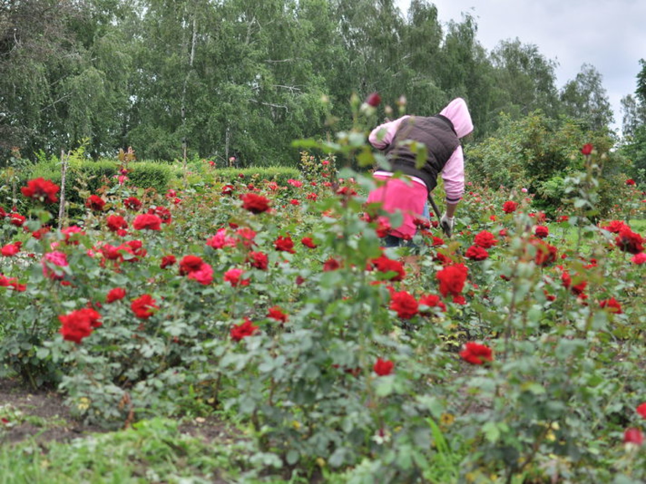 В киевском ботсаду &#8212; время роз