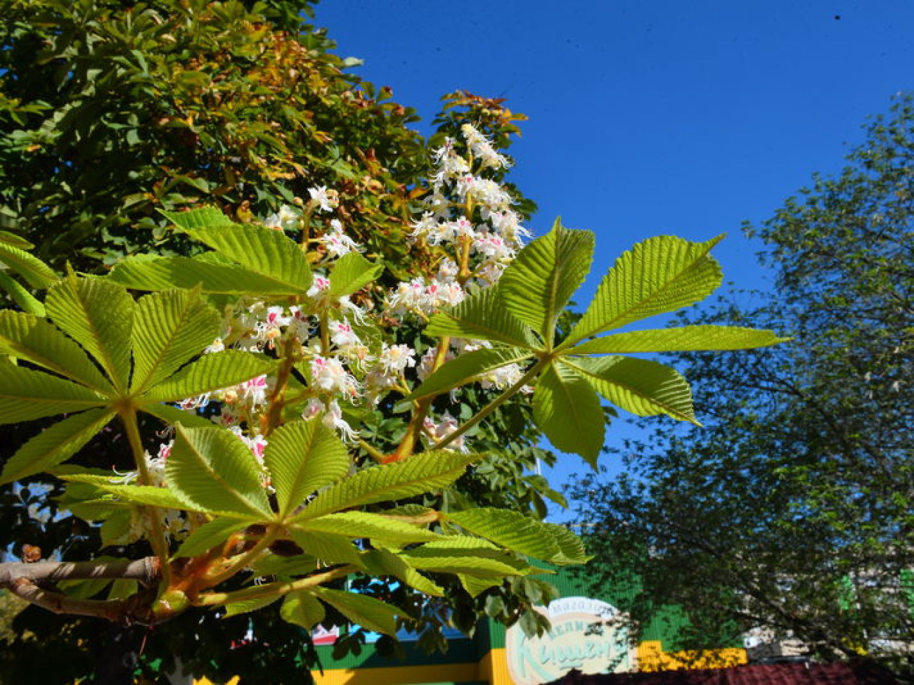 В Киеве начался осенний сезон цветения каштанов и акации